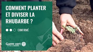 TUTO Comment planter et diviser la rhubarbe  – Jardinerie Gamm vert [upl. by Fari]