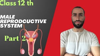 Male Reproductive System part 02 Human Reproduction Neet Biology [upl. by Shabbir]