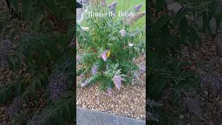 Butterfly Bush Grand Cascade Gardens and Palms [upl. by Horvitz]