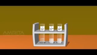 Tests for the Functional Group Present in the Organic Compounds  MeitY OLabs [upl. by Quickman]