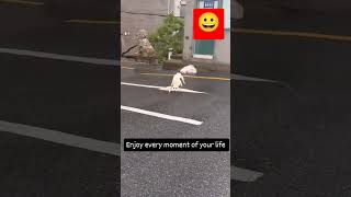 Dog 🐕🐕 dance funny comedyfunnydance [upl. by Rednael189]