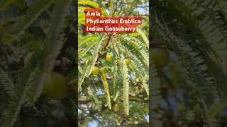 Amla Indian Gooseberry Phyllanthus Emblica  main ingredient of Chyawanprash youthful tonic [upl. by Abbot]