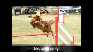 concours agility golden retriever [upl. by Rodman]