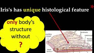 Histology I unique feature of Iris of eye [upl. by Deuno227]