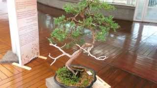 Bonsái Cipres Común 28 Años De Edad Bonsai Cupressus Sepervirens [upl. by Telrahc968]