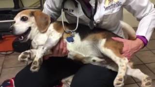 How to handle and care for a dog with IVDD How to carry pick up and move a painful dog [upl. by Naud]