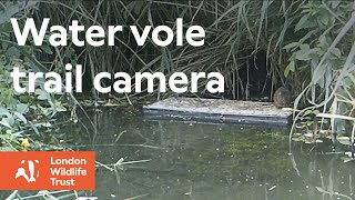 Water vole trail camera footage [upl. by Selden]