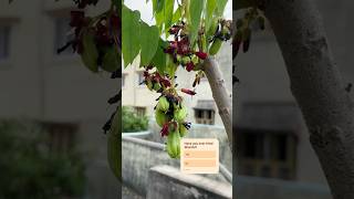 Bilambi first harvestbilambi extinct foryou rareplants amla vitaminc averrhoa sorrel viral [upl. by Annail]