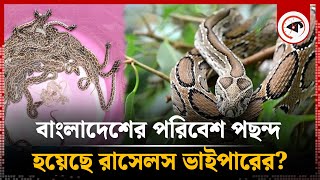 দেশে রাসেলস ভাইপার যে কারণে এত দ্রুত ছড়াচ্ছে  Russells Viper  Snake in Bangladesh  Kalbela [upl. by Gert]