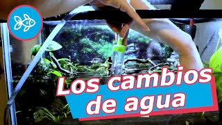 CAMBIOS de AGUA · Por qué cuándo y cómo hacerlos💧  Mantenimiento del ACUARIO [upl. by Arednaxela272]