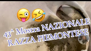 FOSSANO 43 mostra bovini razza piemonteseXil video completo della mostra DEGIOwhatsapp 3296730110 [upl. by Aiouqes]