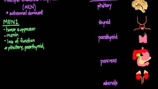 Multiple Endocrine Neoplasia MEN [upl. by Yeznil]