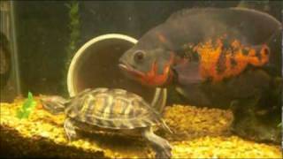 baby red eared slider turtle swimming around in his new tank [upl. by Carlin]