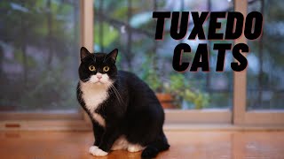 Why Tuxedo Cat is the Best Pet for You [upl. by Cormac]