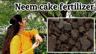 Neem Cake Fertilizer नीम की खल की खाद Benefits Uses  Neem ki khali ki khad neemcakefertilizer [upl. by Champaigne378]