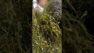 FISSIDENS FONTANUS FISSIDENS MOSS Aquarium Moss For Sale [upl. by Curr]