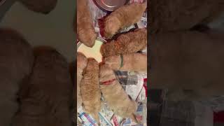 goldendoodle puppies goldendoodle [upl. by Kinson]