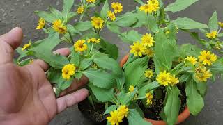 Melampodium Plant Butter Daisy Showstar Mini Sunflower Margarita  English Subtitle [upl. by Siva]