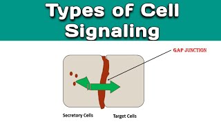 Types of Cell Signaling  Cell Signal amp Types  Different Mechanisms of Cell Signaling [upl. by Pretrice]