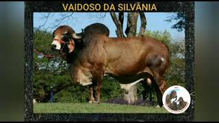 VAIDOSO DA SILVÂNIA [upl. by Kathrine]