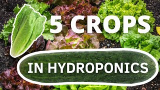 5 Crops You Can Easily Grow In Hydroponics to make money [upl. by Bibbie]