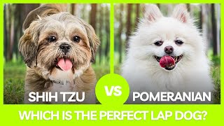 Shih Tzu vs Pomeranian Choosing Your Perfect Lap Dog [upl. by Corvese]