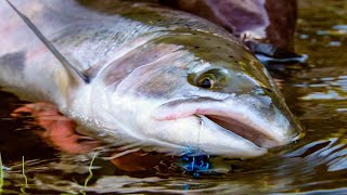 quotSwinging for steelheadquot  Fly Fishing for coastal Steelhead by Todd Moen [upl. by Sema]