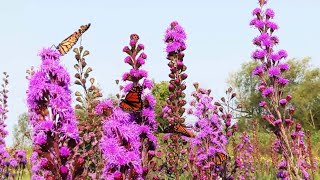 Prairies in Iowa  FIND Iowa [upl. by Ludlow]