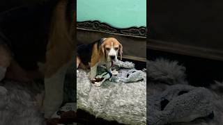 Bigo play with crazy soft toys beaglelove doglover beagleboy beaglepup petlover beagleworld [upl. by Stewart]