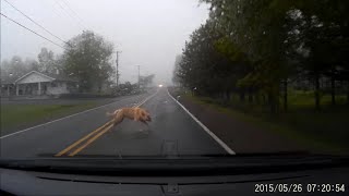 Large Dog Gets HIT by a Car GRAPHIC VIDEO [upl. by Akemahc]