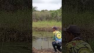 MANCING TOMAN PAKAI UMPAN AYAM [upl. by Bern]