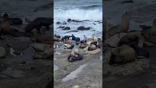 Sea Lions enjoying the king tides sealions nature beach wildlife waves [upl. by Eldreeda]