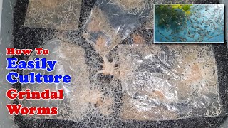 How To Easily Culture Grindal Worms  Unlimited Live Food for Fish [upl. by Izy471]