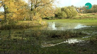 Verhoogde waterstand in de regio [upl. by Hnim]