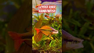 AMAZING Goyder River Rainbowfish in Planted Tank [upl. by Borgeson]