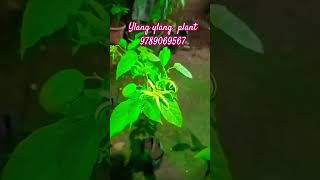 Ylang ylang Plantshortsfeed shortsviral [upl. by Elhsa673]