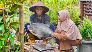 Masak Ikan Bawal Jumbo dan Metik Buah Labu  Kolak Labu Kacang Ijo Bawal Asam Manis Gabus Labu [upl. by Riella]