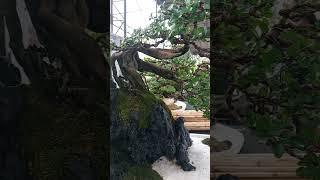 INGRESS penjing bonsai bonsaistyles short [upl. by Hege]