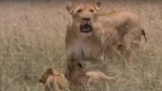 Lion Feeds Her Adorable Cubs A Warthog Snack  BBC Wildlife [upl. by Cirederf71]