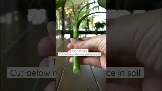 3 ways to propagate dieffenbachia propagation plantwithme dieffenbachia [upl. by Ribak]