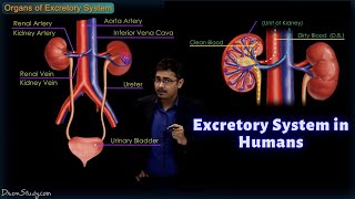 Excretory System in Humans  CBSE Class 10 Science Biology  Toppr Study [upl. by Esirec274]