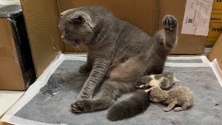 Video Cat gives birth  Part 1 [upl. by Earahs866]