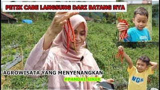 AGROWISATAPANEN CABE LANGSUNG DARI BATANG NYA DI PANDAI SIKEK PART 2 [upl. by Calysta295]