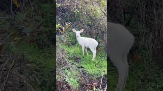 Fascinating and Rare Albino Deer Emerges in California albinodeer whitedeer albinoanimals [upl. by Adiela]