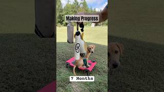 7 Month Old Duck Dog shorts dog dogtraining doglover diy training hunting duckdog doggie [upl. by Halivah]