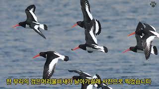 조개가 좋아 물고다니는 검은머리물떼새 Eurasian Oystercatcher [upl. by Sewellyn]