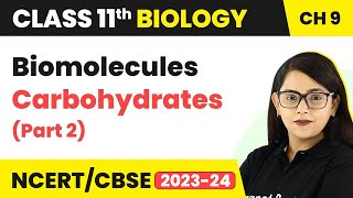 Carbohydrates Class 11 Biology  Biomolecules Carbohydrates  Class 11 Biology Part 2 [upl. by Chemosh]