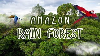 Amazon 4K  The World’s Largest Tropical Rainforest With Jungle Sounds [upl. by Ignaz]