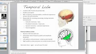 The Brain Temporal Lobe [upl. by Isleana]