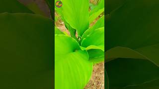 மஞ்சள் விவசாயம்shots agri viralshort tamil video [upl. by Burny]